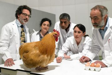 Scientists stare at a chicken